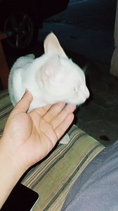 4K views · 848 reactions | Kucing Utih Imut Gemesin | Usman Temposo Daily | Facebook