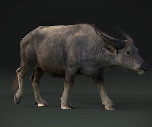 ArtStation - 3D Animal | Asian Buffalo Animated | Resources