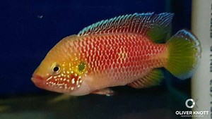 Beautiful jewels from Africa: Hemichromis sp. Gabon At Aquarium-Dietzenbach #oliverknott #ok_aqua #olibetta #aquarium #aquariums #freshwateraquarium #cichlidtank #hemichromis | Oliver Knott