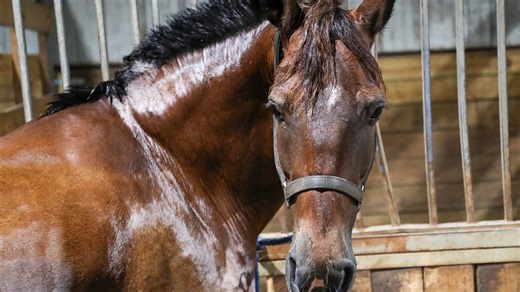 "This has been my fulltime job for 27 years", Carriage Tour owner talks about horse care