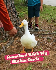 Reunited With My Stolen Duck... | Scene Society