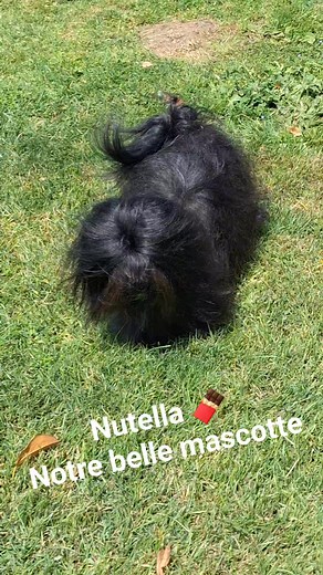 Notre belle mascotte de l'élevage "Nutella" De son vrai nom Ucilia Ô P'tit Havanais Gourmand Une beauté havana brown avec un poil de dingue 🤩 #fyp #vendee #elevagefamilial #famillenombreuse #charentemaritime #tendance #tendresse #havaneseofinstagram #beauté #Toilettage #paysdelaloire #PuppyLove #havanese #toilettage #havanais #chienheureuxmaîtreheureux #chienheureux #adoptionresponsable #puppy #deuxsèvres #biendanssespattes #socialisation #bébé #bébé | Ô P'tit Havanais Gourmand Elevage famili