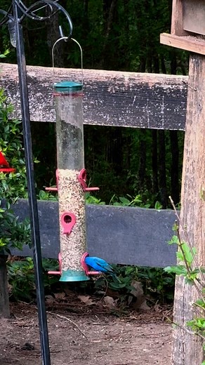 Rose-breasted grosbeaks, Indigo Bunting and Cardinals! | Connie Campbell Donner