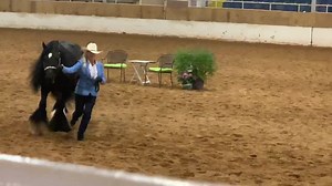 2.5K views · 122 reactions | Arbuckle Gypsy Horse Show GG Kiss Me Kate did it again! *Supreme Champion* Official 28 Supreme Championships. Way to go Kate! | Horse Vanner Club | Facebook