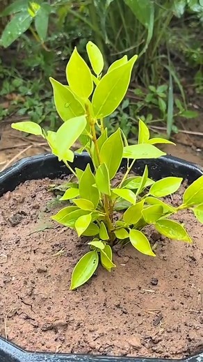 How To Propagate Apple Tree From Apple Fruit Faster With Eggs Chicken #garden #trending #grow #foryoupage | Ethan_evaluation6