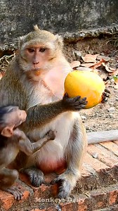 264K views · 10K reactions | Baby monkey newborn so very smart ask mommy food | Monkeys Daily | Facebook