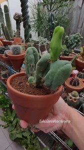 8.6K views · 515 reactions | Trichocereus Bridgesii forma monstruosa, commonly known as the Penis Cactus  #bikolanahardinera #cactuslover #cactus #cactusgarden #cacti #cactuscollection #plantita #dishgarden #plantsmakepeoplehappy | Bikolanahardinera | Facebook