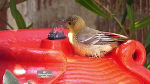 Female Oriole taking a bath | My Hummingbird Heaven