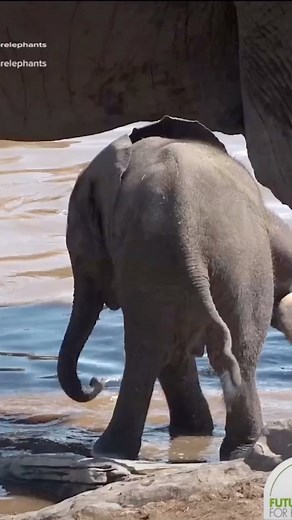 🐘🐘🐘❤️ #loveelephants #futureforelephants Help protect them, support our projects: https://futureforelephants.org/schutzprojekte | Future for Elephants e.V.