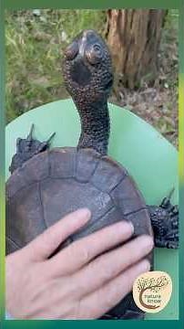 Fingertip Forest: Healing in Turpentine-Ironbark Canopy - Dharug Country
