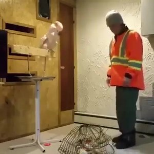 30K views · 781 reactions | Angry Coockato | Friends Birds Shop | Facebook