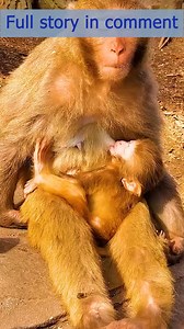 Poor baby monkey screeching huge each other . Full Story in comment : | Monkey MOKA | Facebook