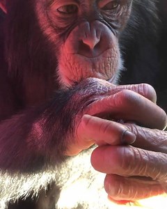 19K views · 931 reactions | Limbani brushing his teeth...more or less  . #chimpanzee #chimp #limbani #criticallyendangered #zwfmiami #zwf | Zoological Wildlife Foundation | Facebook