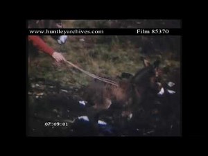 Ireland amateur home movie 1950's nicely shot. Archive film 85370