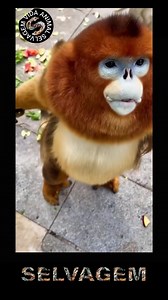 MACACO DOURADO | Selvagem