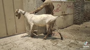 3.2K views · 209 reactions | Quality Goat Breeds Makhi Cheeni Of Pakistan #internationalfestival | International Festival | Facebook