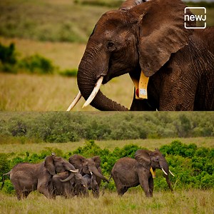 2.8K views · 100 reactions | Radio-collars are GPS-enabled collars that can relay information about an elephants’ whereabouts. Here is a look at what the objectives and challenges of radio-collaring are. #AajNEWJDekhaKya | Briefly | Facebook