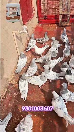 Kasni Breeders Naha Liye Aaj #pigeon #kabutar