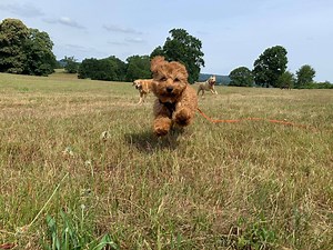7.9K views · 39 reactions | ARTY the 3 month old Cockapoo puppy has...