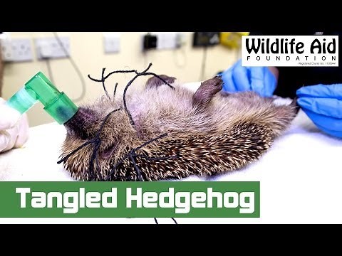 Hedgehog Gets Saved From Being Strangled!
