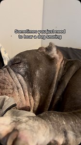 Is there a better asmr out there? | Teddy Themicrobully