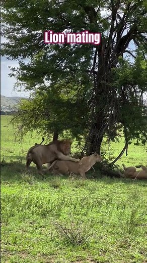 Lion Mating Season, Facts #wildlife #lion #lions #tourism #shots #video