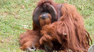 Murió Chantek, el orangután que "fue a la universidad"