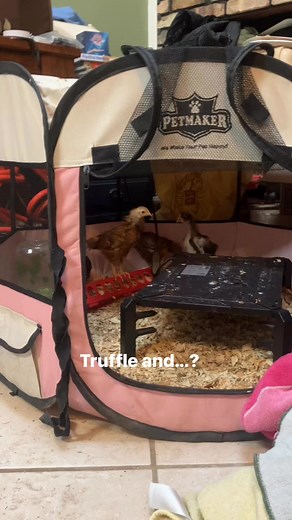 Ruth got this clip of the middle chick brooder 😆 The chocolate Orpington is Truffle but we need names for the two red sex linked and the Sussex girl. We’ve been on a good theme. Any ideas? #louisianafarm #farmlife | Hundred Acres Meadows