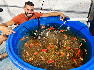 Amazon Mini Fish Pond In Fish Gallery! | Blake's Exotic Animal Ranch