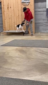 Pretty Miss Poppy working on her place command with V. #placecommand #dogboardingbusiness #masondixonk9 #mdk9boarding #dogboardandtrain #localdogtrainer #mdk9 | Mason Dixon K9