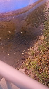 Shadow Fly Fishing on Reels