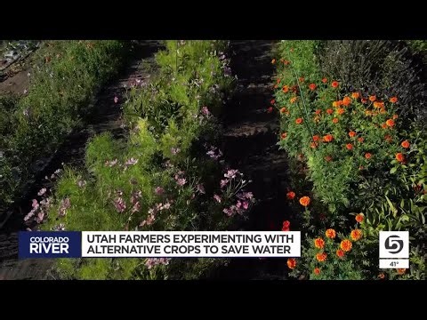How unconventional crops could save water — and reshape Utah farming