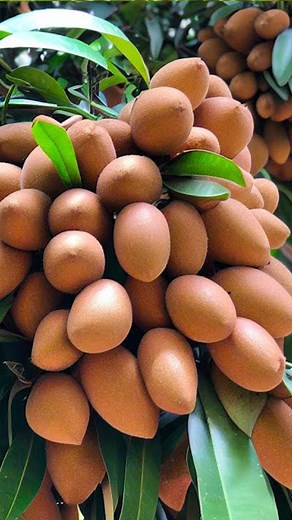 Growing Sapodilla tree Fruits Using Aloe Vera#agriculture #treegarden #reelsvideo #guava #trees #gardentree #reels #nature #reelsfb #sapodilla | Tree Garden