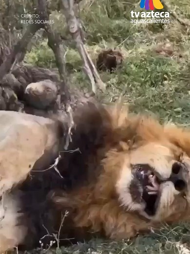 Leones duermen tras gran cacería