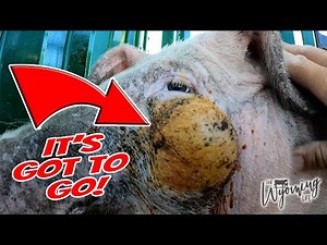 Insane! Draining a Huge, Puss-Filled Pimple on a Pig