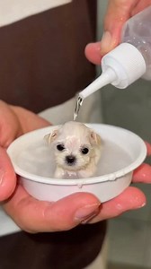 64K views · 4.5K reactions | Banho de Espuma Mais Fofo do Dia! 﫧 | Kitempoje | Facebook