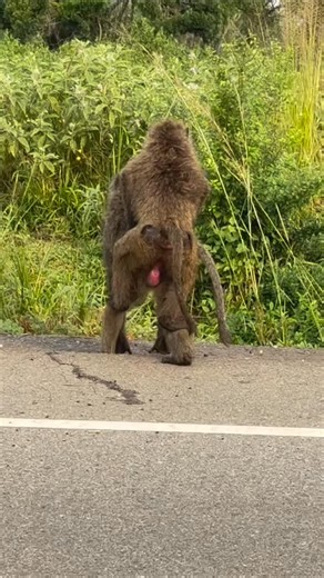Ovacado Adventures on Instagram: "Observed a natural mating interaction between olive baboons (Papio anubis)—a key behavior in understanding primate social structure and reproduction in the wild. New Year bookings have started kicking off,enjoy our super of 10% discount when you decide and book immediately with us your trip holiday in advance for June,July,August and September. The earlier the better in the travel industry .Whether: Sole traveler, Couples ,Honey mooners,family,private,students,a