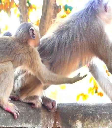 O God! Big Monkey Brody tries to follow Mom almost everywhere _ Comfort Mom to get milk #cutemonkey | Cute Monkey