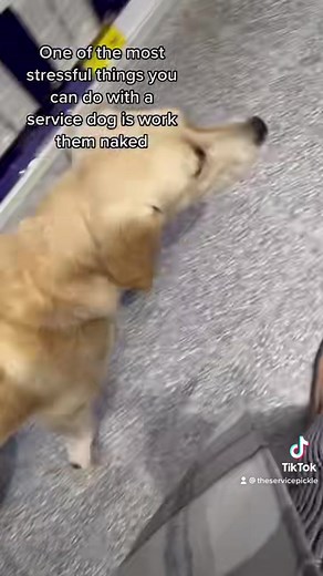 Have you ever worked your SD naked? #fyp #foryou #servicedog #assistancedog #workingdog #dogtraining #dog #assistancedoguk