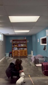 Stella working hard today❤️💕🐾🐶 #pottytraining #onlinedogtrainingclass #dogtrainer #dogtraining #obedience101 #dogtraining101 #lakecumberlandk9 #heelingonleash #housebreaking | Lake Cumberland K-9 Training Center, LLC