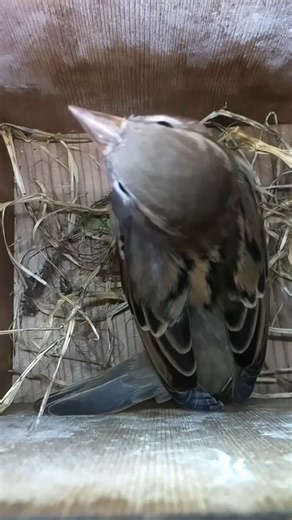 This Sparrow was spotted checking out this nest box last week 🐦🤔 #nestbox #livecam #birds #birdwatching #sparrow #nature #wildlife #nestboxlive | Nest Box Live USA
