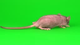 Rat Dumbo Sphinx on green screen background