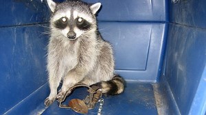 Raccoon leghold trap
