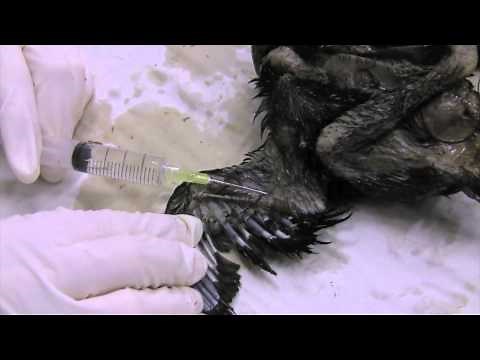 Bird Specimens 9: How to prepare anatomical specimens (pickles)