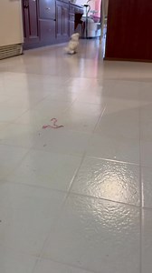 54 reactions · 7 comments | Guess who's taken over the kitchen? 列️ Sara's latest escapade involved a nutriberry, a hopeful stare at the fridge, and a little tour around the kitchen. It seems like she's making herself right at home at Chris's mom's place - more adventurous and happier than ever! Check out this adorable clip of Sara's fridge adventure. Who knew cockatoos could have such big culinary aspirations?  #SaraTheExplorer #CockatooAdventures | The Birdy Babe | Facebook