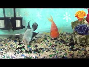 Thai Silk Flowerhorn & Blood Parrot Cichlid Breeding