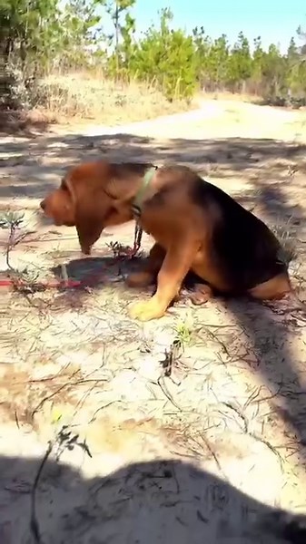 26K views · 311 reactions | We love our FDC pups! FDC K-9 tracking puppies grow up to serve and protect Florida's communities, winning our hearts every step of the way. #NationalPuppyDay | Florida Department of Corrections | Facebook