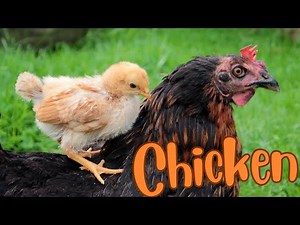 Roosters and Hens: A Closer Look at Chickens