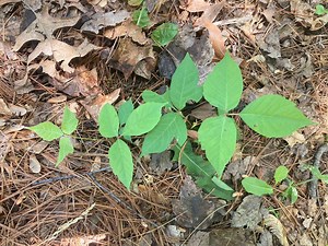 What does poison ivy look like? How to stay itch-free this summer