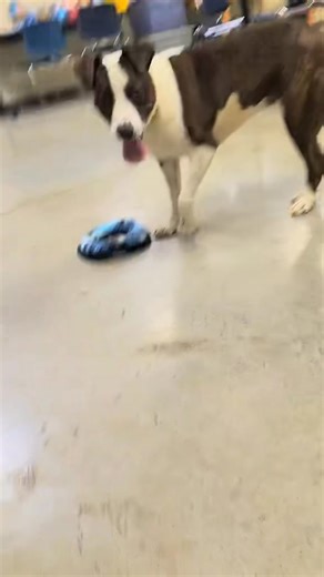 This minute at the Humane Society of North Iowa is brought to by Winnie | Humane Society of North Iowa